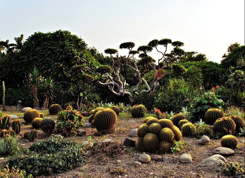 Cactus Garden, Panchkula, Haryana, India